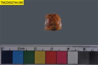 藏品(短指和尚蟹)的圖片